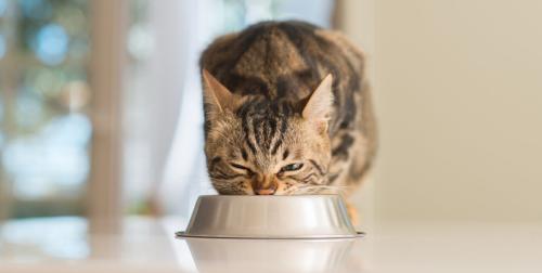食事中の猫
