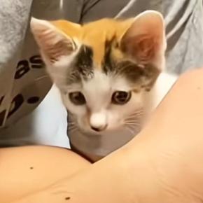 『犬派の夫』が『捨てられていた子猫』を保護した結果…翌日の『まさかの様子』が209万再生「いい人だねぇ」「優しさの連鎖」現在の姿も