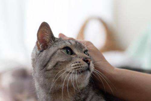 猫の頭を撫でる人の手