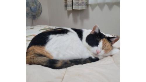 室内にいる猫