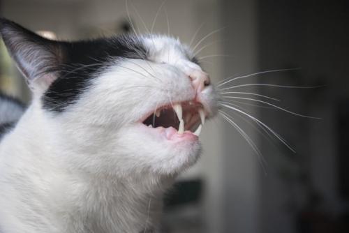 口を開けている猫の横顔