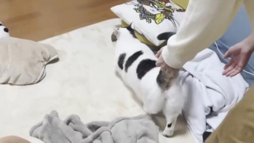 白いカーペットの上を飼い主に追いかけられながら歩く猫