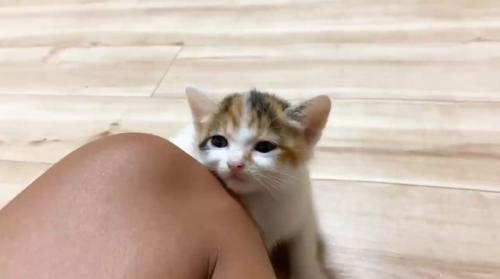膝にくっついている子猫