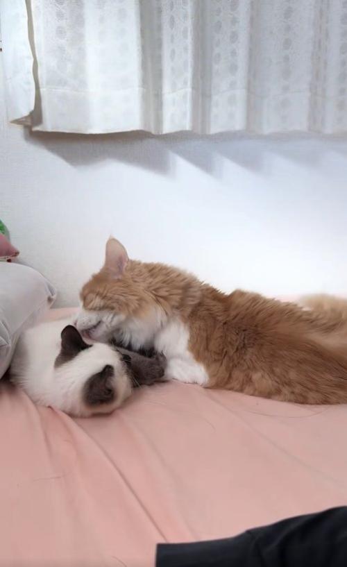 子猫の毛づくろいをしている茶白猫