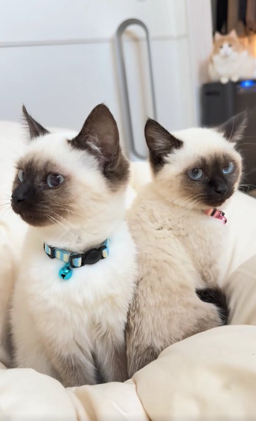 布団の上に乗っている2匹の子猫