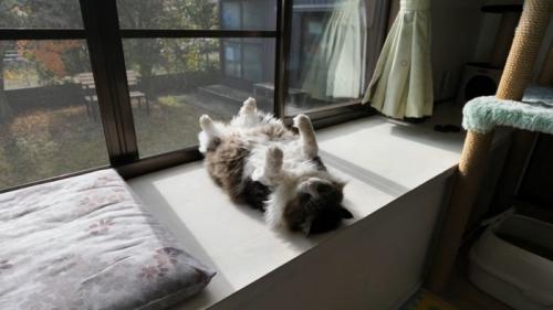 へそ天する猫を横から映した様子（風景入り）