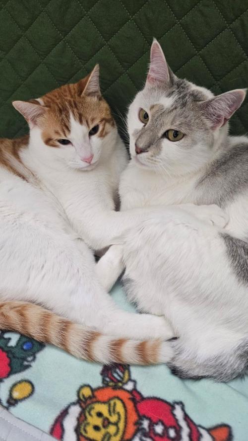 寄り添う2匹の猫
