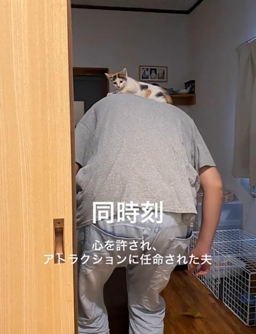 男性の肩に乗る子猫