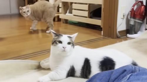 すました顔でカーペットに座り込む猫
