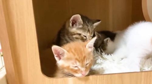 ハウスの中で寝る子猫