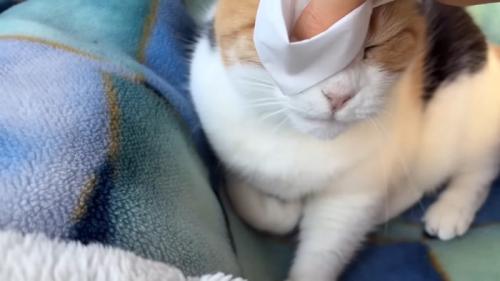 目ヤニ拭き