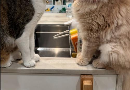 2匹の猫の足