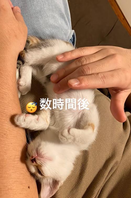 お腹の上で眠る子猫
