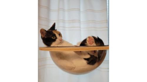 室内にいる猫