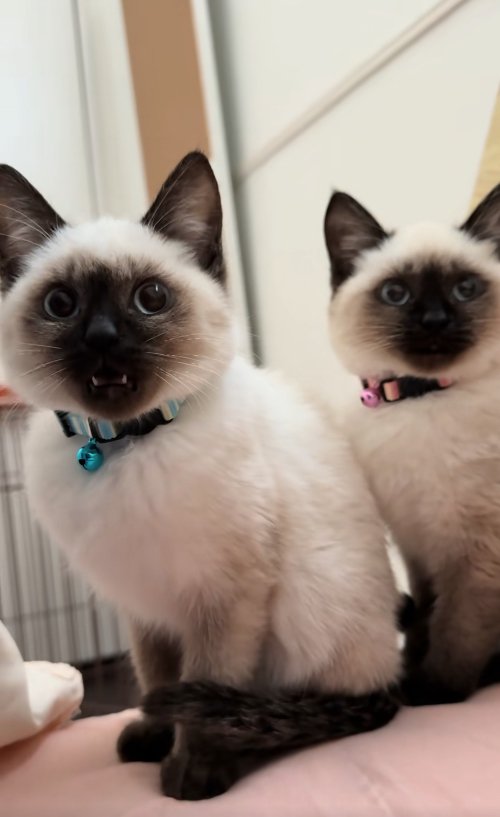 口を開けている水色の首輪をした子猫