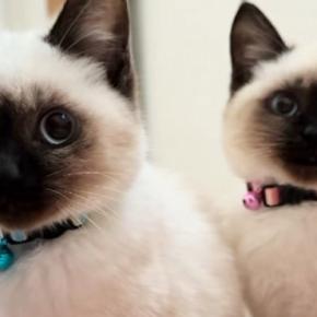 ママが起きるのを『じっと待っていた子猫たち』→布団をめくってあげると…尊い光景が119万再生「可愛すぎて涙が出る」「たまらんねw」