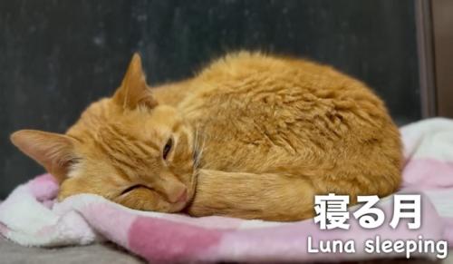 窓辺で眠る猫
