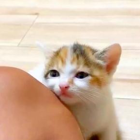 保護された子猫たち→1匹が膝にくっついてきて…思わず悶絶してしまうほど『あざとい行動』に「かわいすぎ」「ニヤけてしまう」と絶賛の声