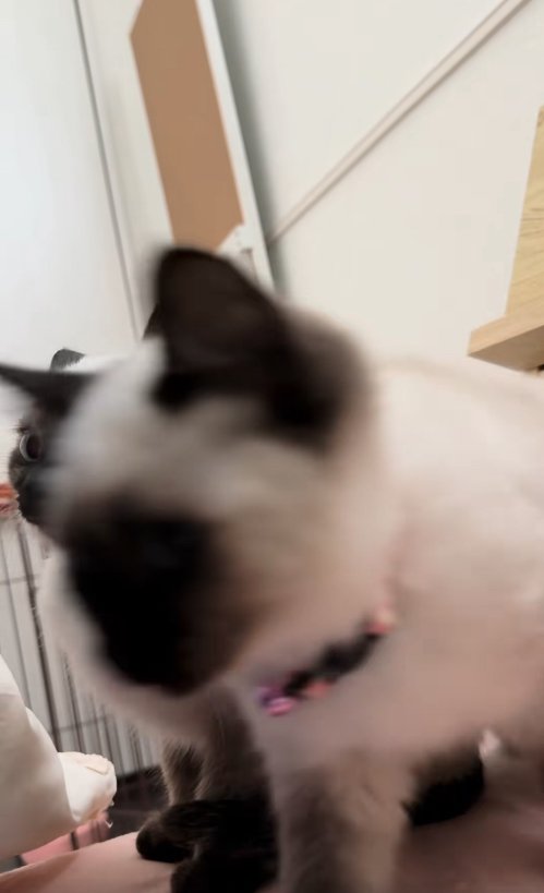 カメラの前で歩いているブレた子猫