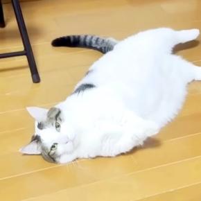 太ってしまった猫→ダイエットのため、歩かせようとしたら…想像以上に『やる気のない光景』に爆笑「強い意思を感じる」「もう顔がおもろいw」