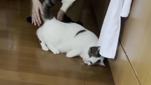 気だるそうな表情で床に転がる猫