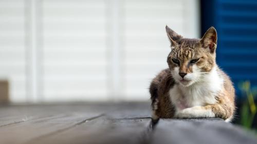 しょぼしょぼの高齢猫