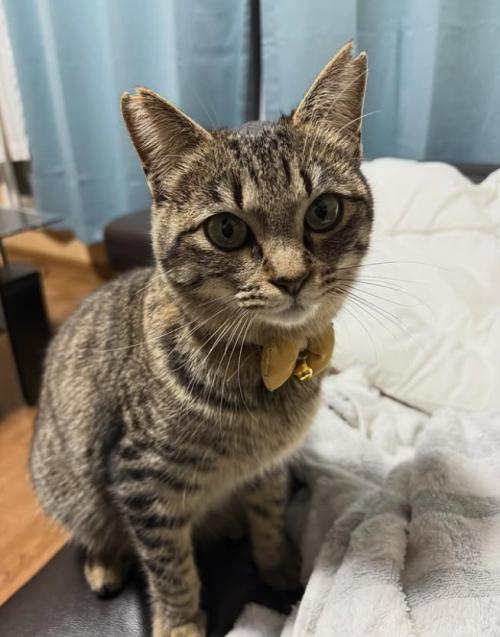 ソファの上でお座りをしている黄色いリボンをつけた猫