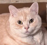 飼い主を見つめるマンチカンの顔