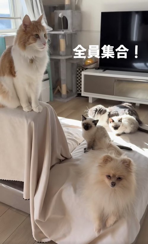リビングに集まる犬と猫たち