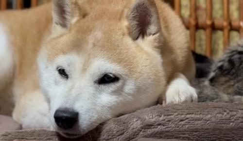 隣で寝ている猫のしっぽの上に顔を置く柴犬