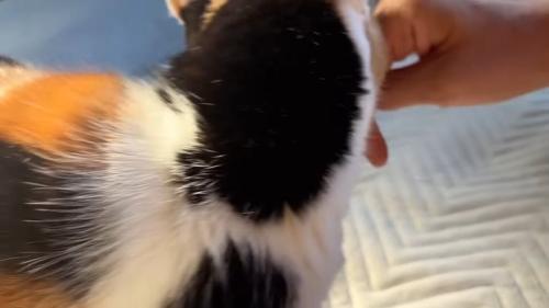 後頭部のアップ