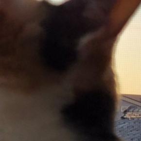 空を見つめる三毛猫→あくびの瞬間を撮影しようとしたら…まさかの『幻想的な光景』に「何か召喚しそうw」「吸い込みか吐き出しかw」と反響
