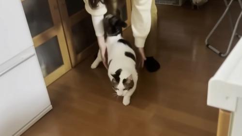 猫が歩き始めた様子