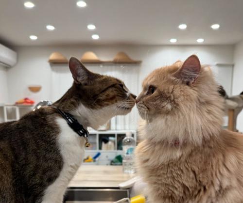 キスする猫