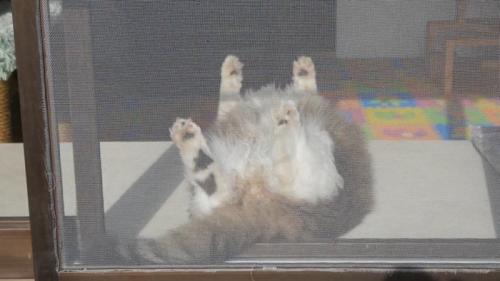 外から見た猫の様子