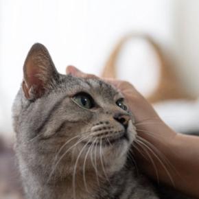 猫の『里親』になるための審査が厳しい理由3つ　必要となる条件や心得まで