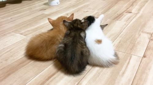 重なって寝ている子猫