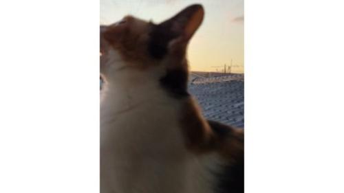 夕暮れの猫
