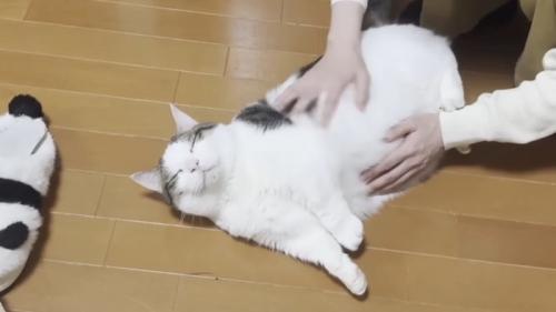 マッサージされて気持ちよさそうにしている猫