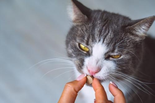 投薬される猫