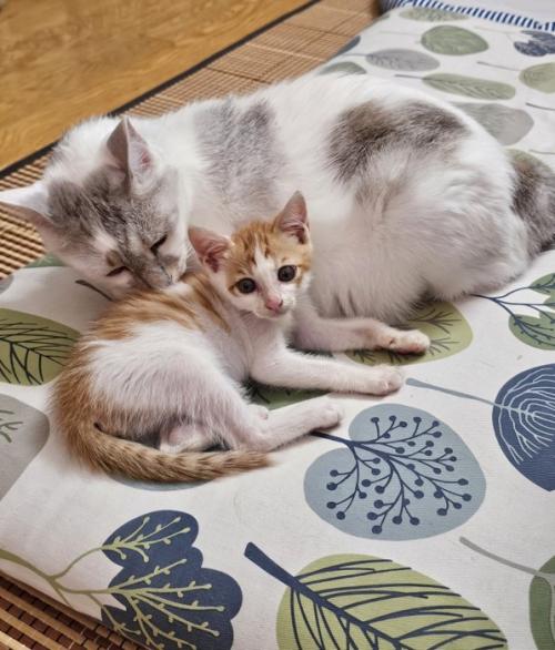 成猫に寄り添う子猫