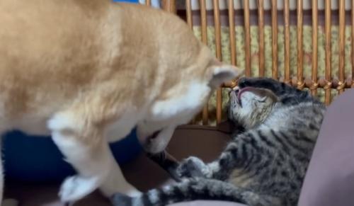 毛づくろいする猫の隣にいる柴犬