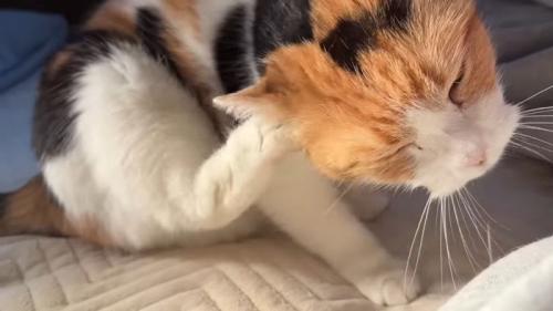 耳をカキカキ