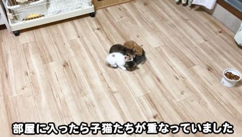重なって寝ている子猫