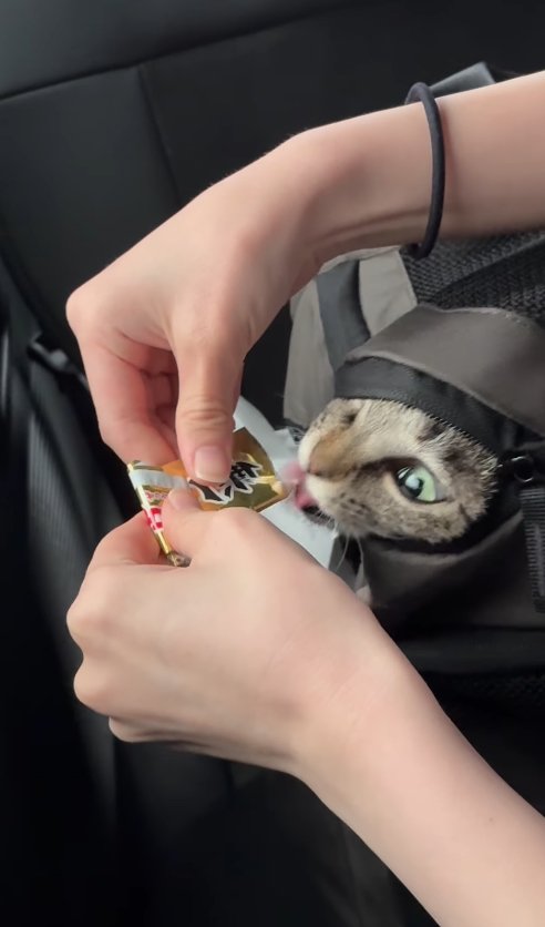 リュックの隙間から顔を覗かせている舌がブレた猫