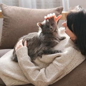 猫が『家族のケンカ』に反応する理由3選 仲裁しているの?割って入ろうとする心理とは