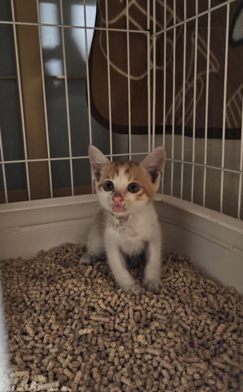 猫砂の上に座る子猫