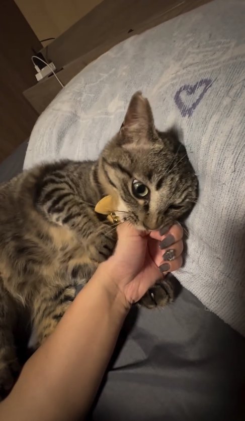 枕に頭を乗せて飼い主の手に噛みついている猫