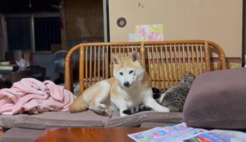 隣で寝ている猫のしっぽを踏んで座る柴犬