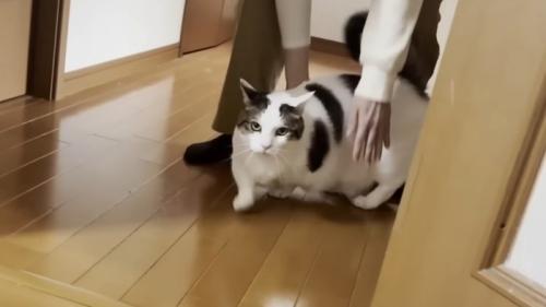 目を丸くして歩く猫と飼い主の手